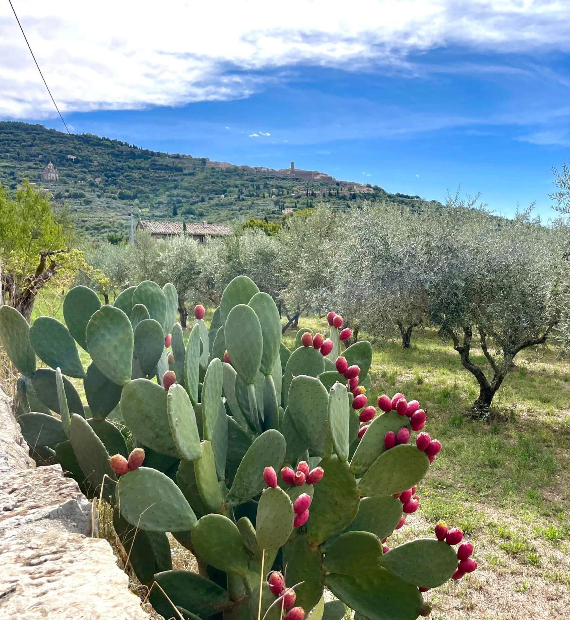 Balcone Fiorito, Nel Cuore Del Centro Storico Di Appartement
